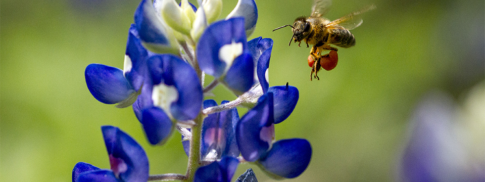 welcome-local-flora-landscapes